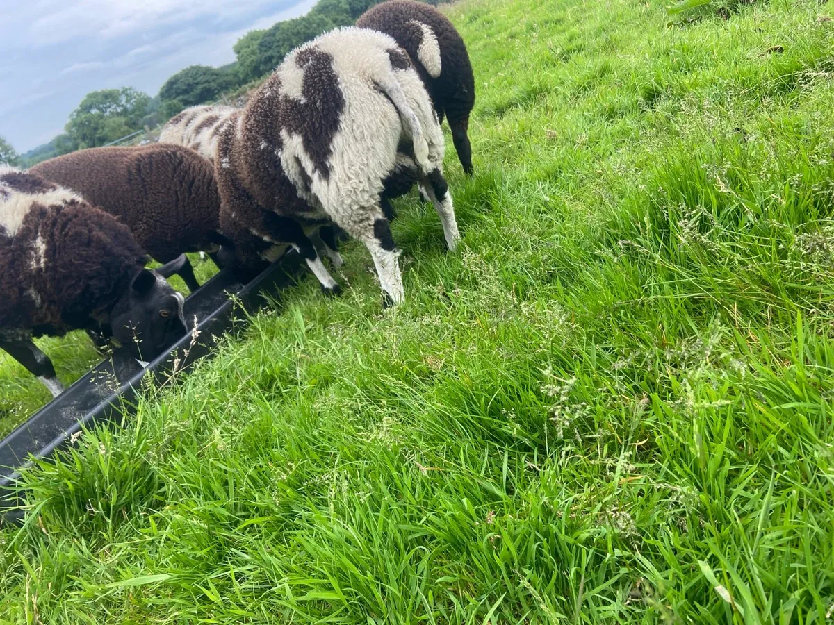 Pedigree spotted Dutch ram lamb - Image 2