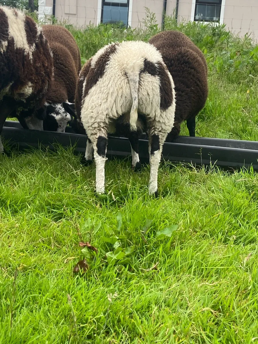Pedigree spotted Dutch ram lamb - Image 3