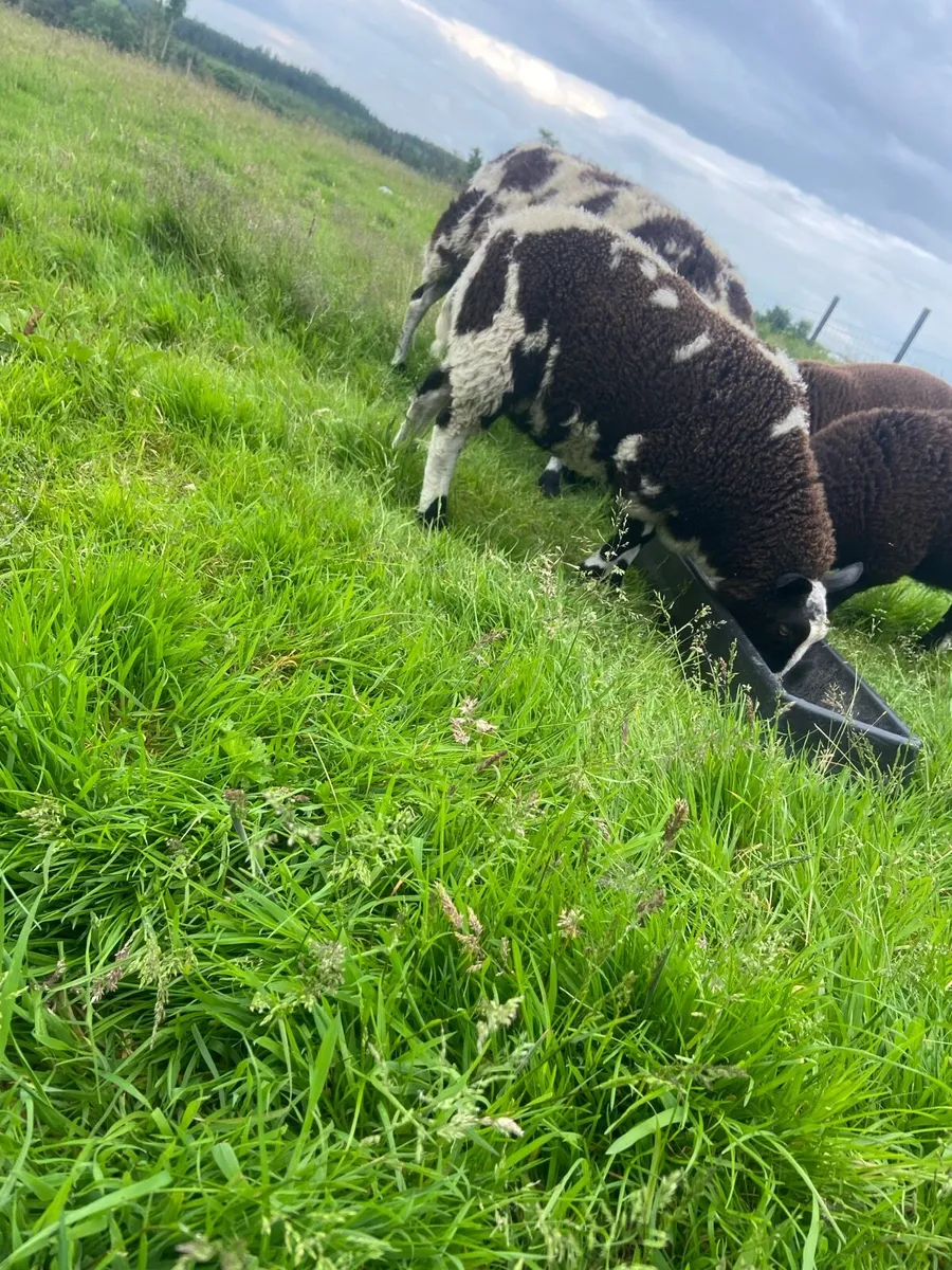 Pedigree spotted Dutch ram lamb - Image 4