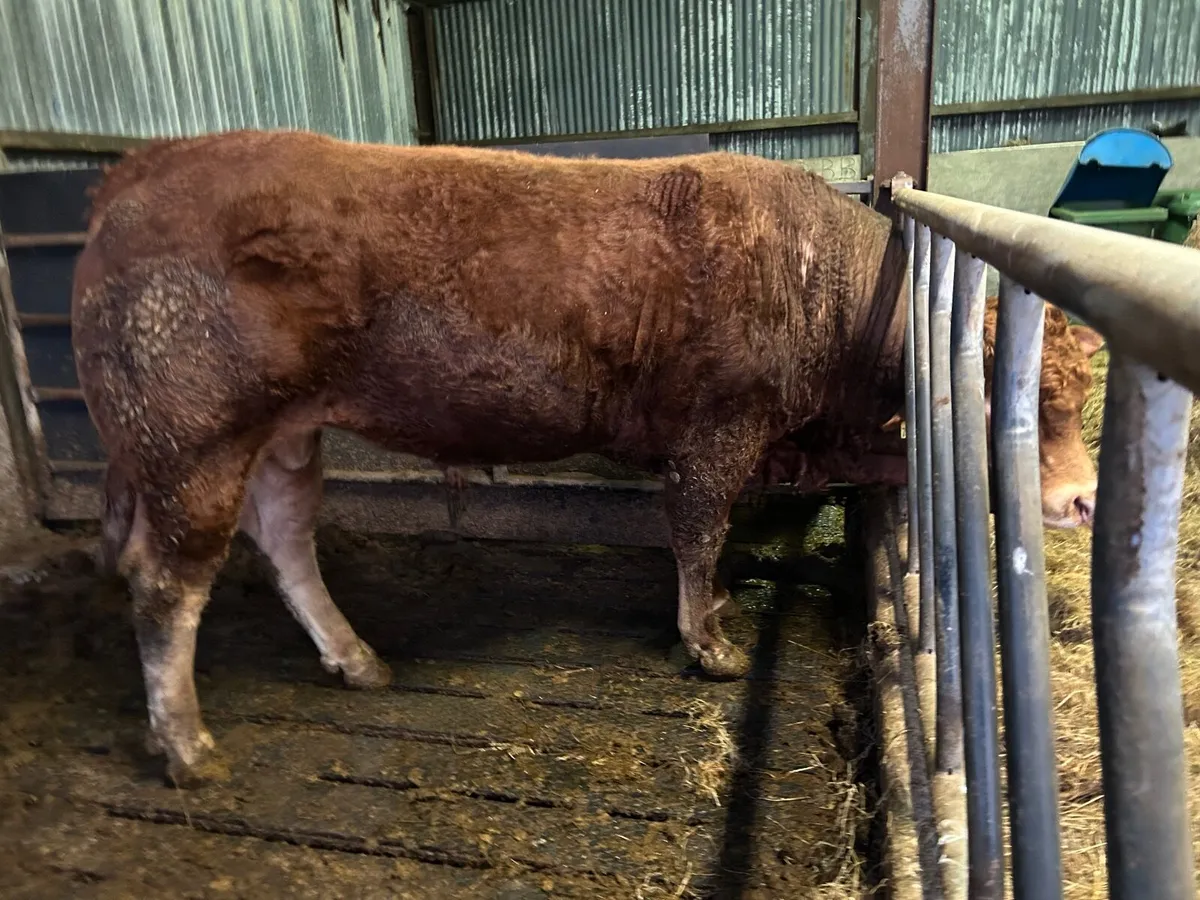 Bull - Image 2