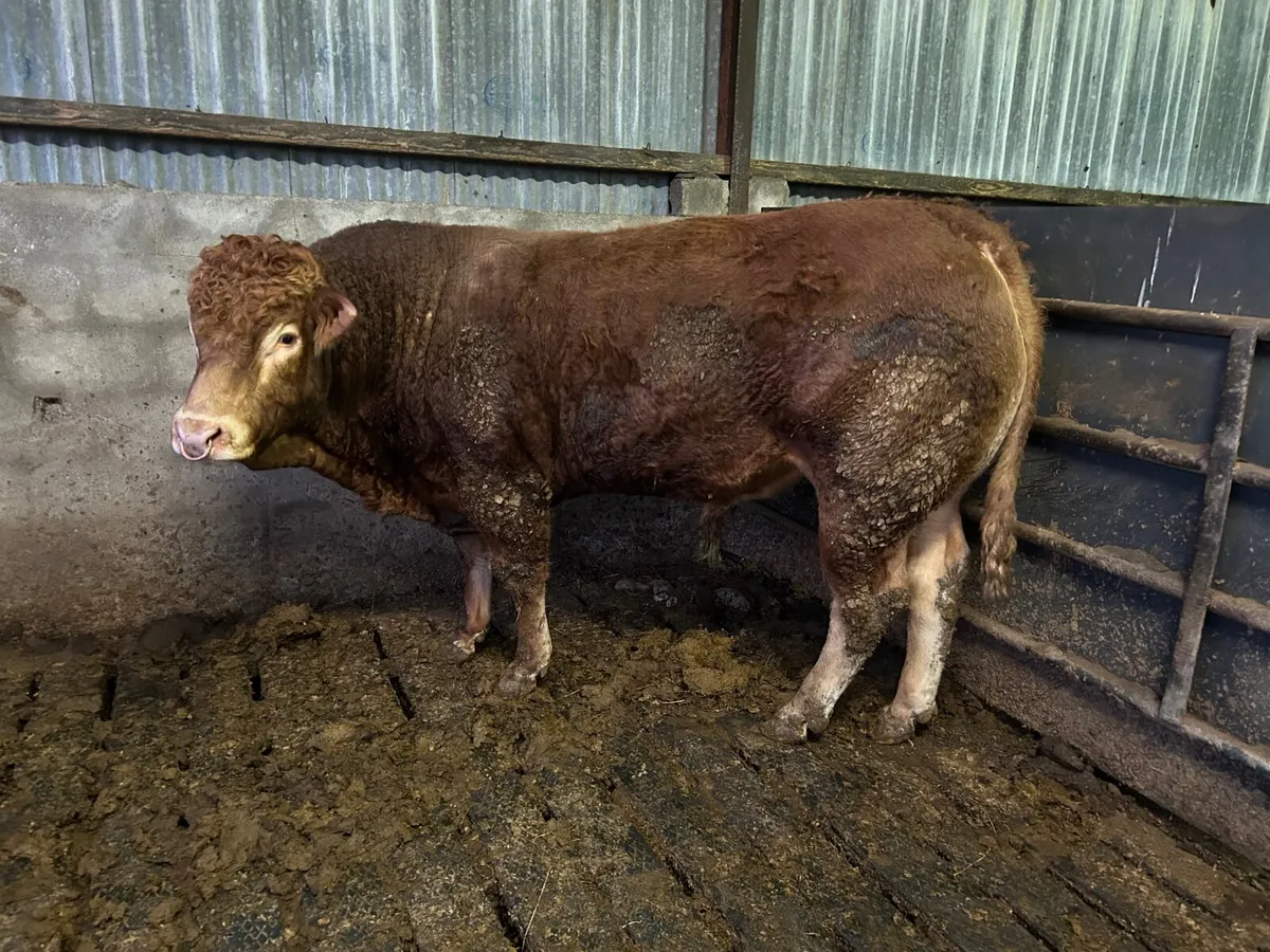 Bull - Image 1