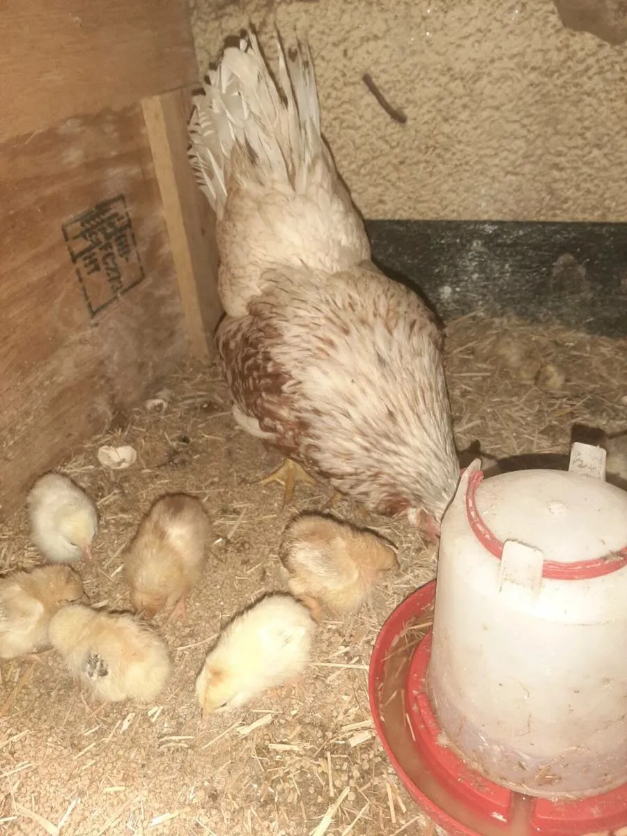 Poultry - Image 1