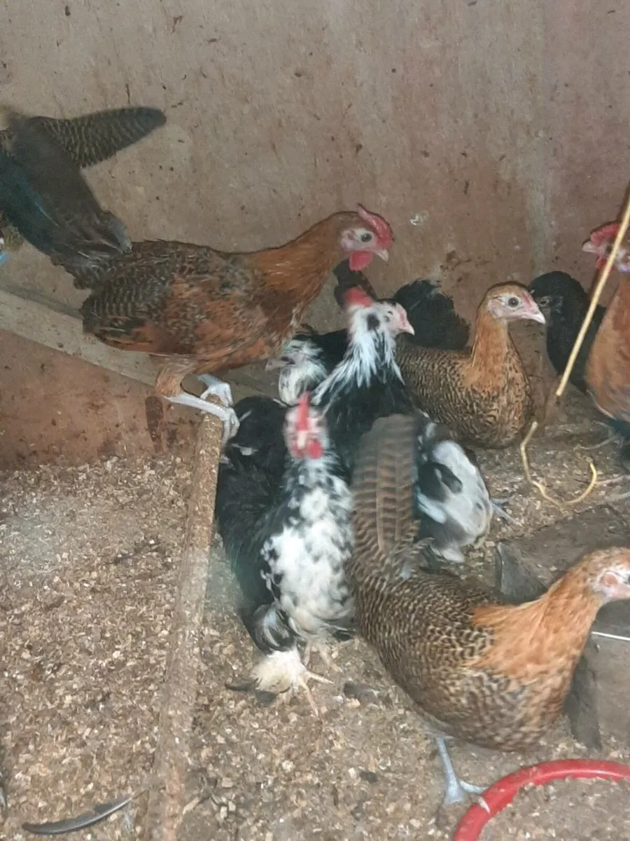 Poultry - Image 4