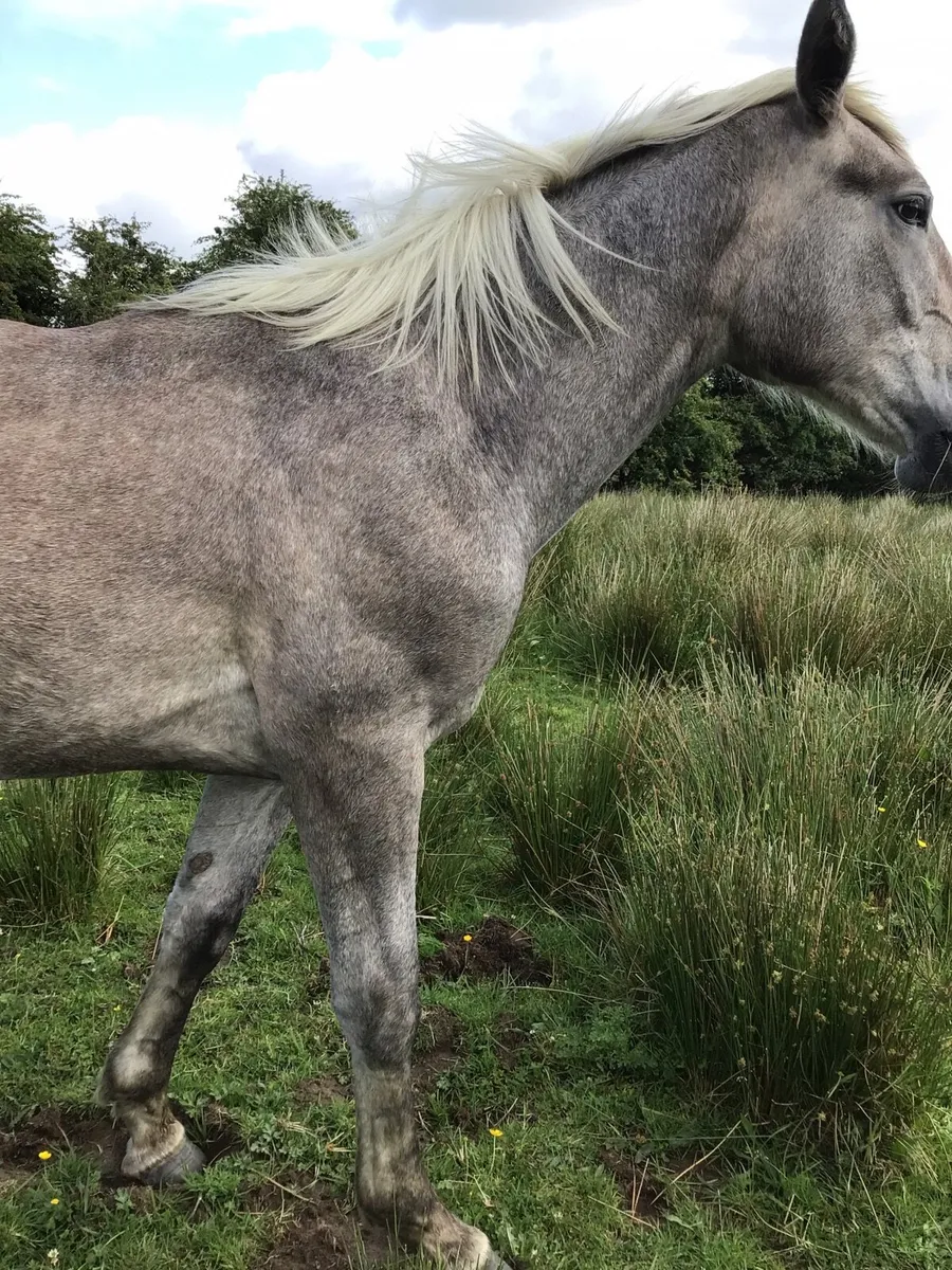 Reg Irish draft gelding FOR SALE *** - Image 2