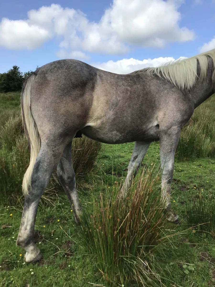 Reg Irish draft gelding FOR SALE *** - Image 3