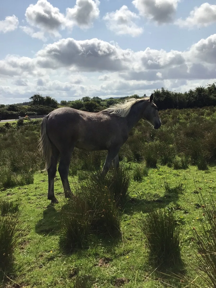 Reg Irish draft gelding FOR SALE *** - Image 4