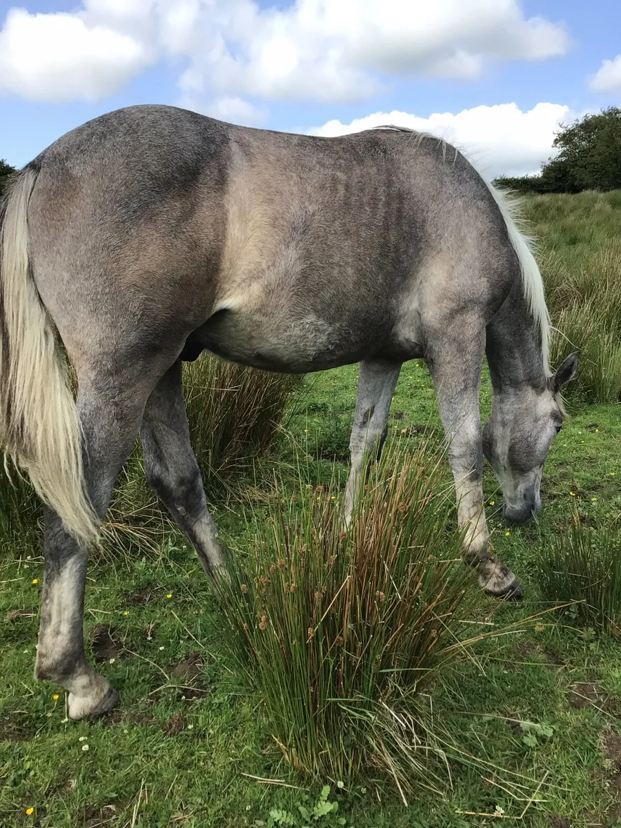 Reg Irish draft gelding FOR SALE *** - Image 1