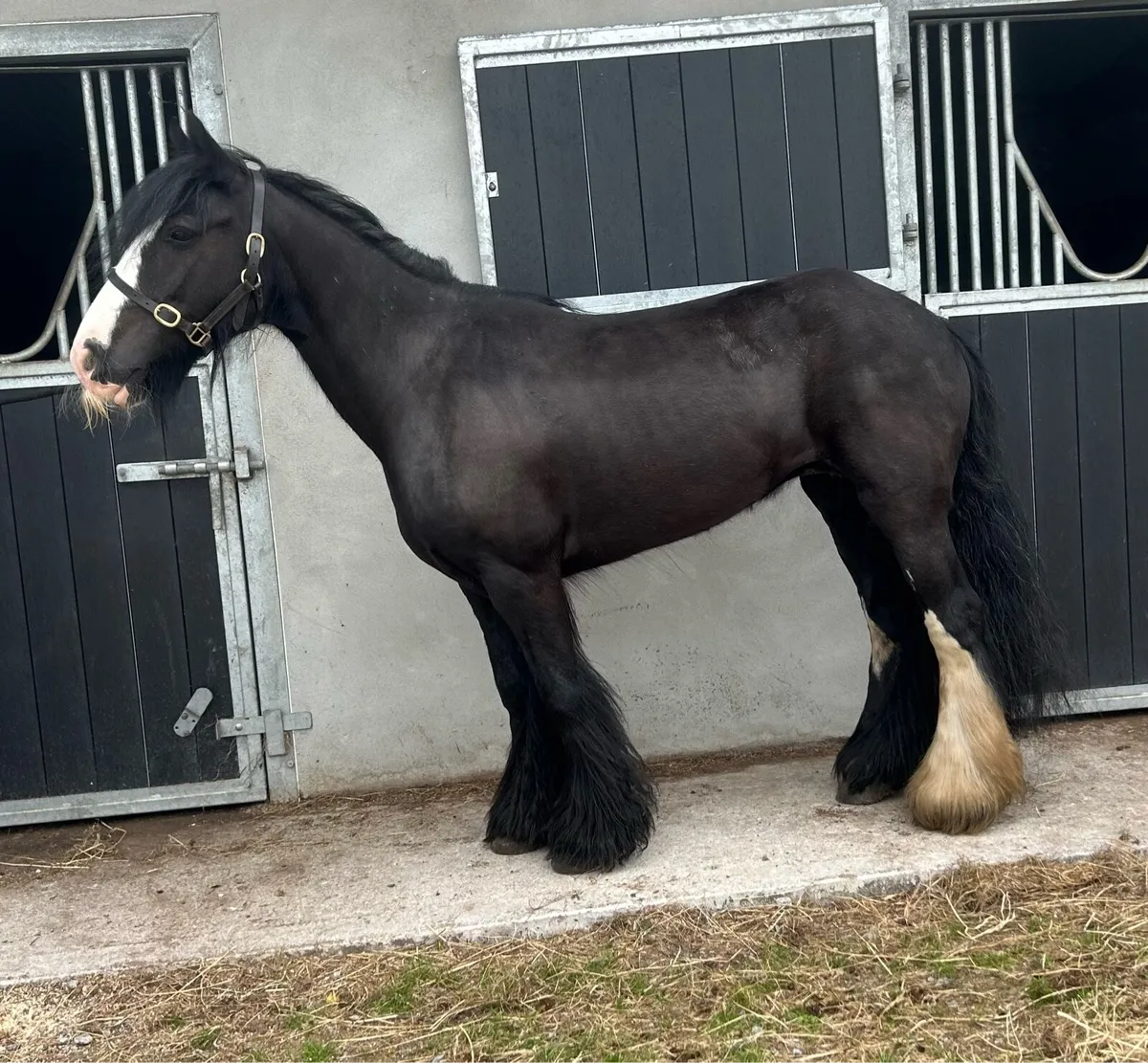 Perfect starter cob - Image 2