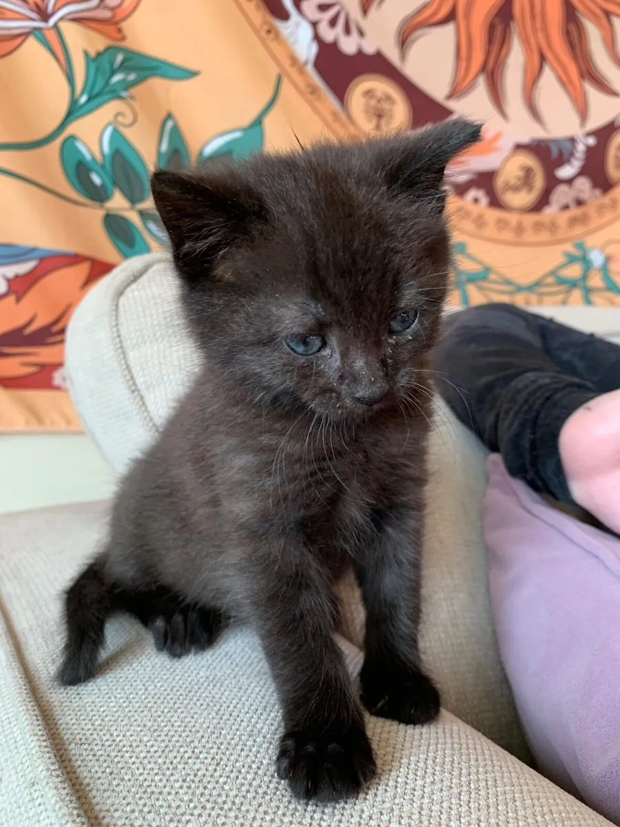 Adorable Black Kitten (Female) 🖤 - Image 1