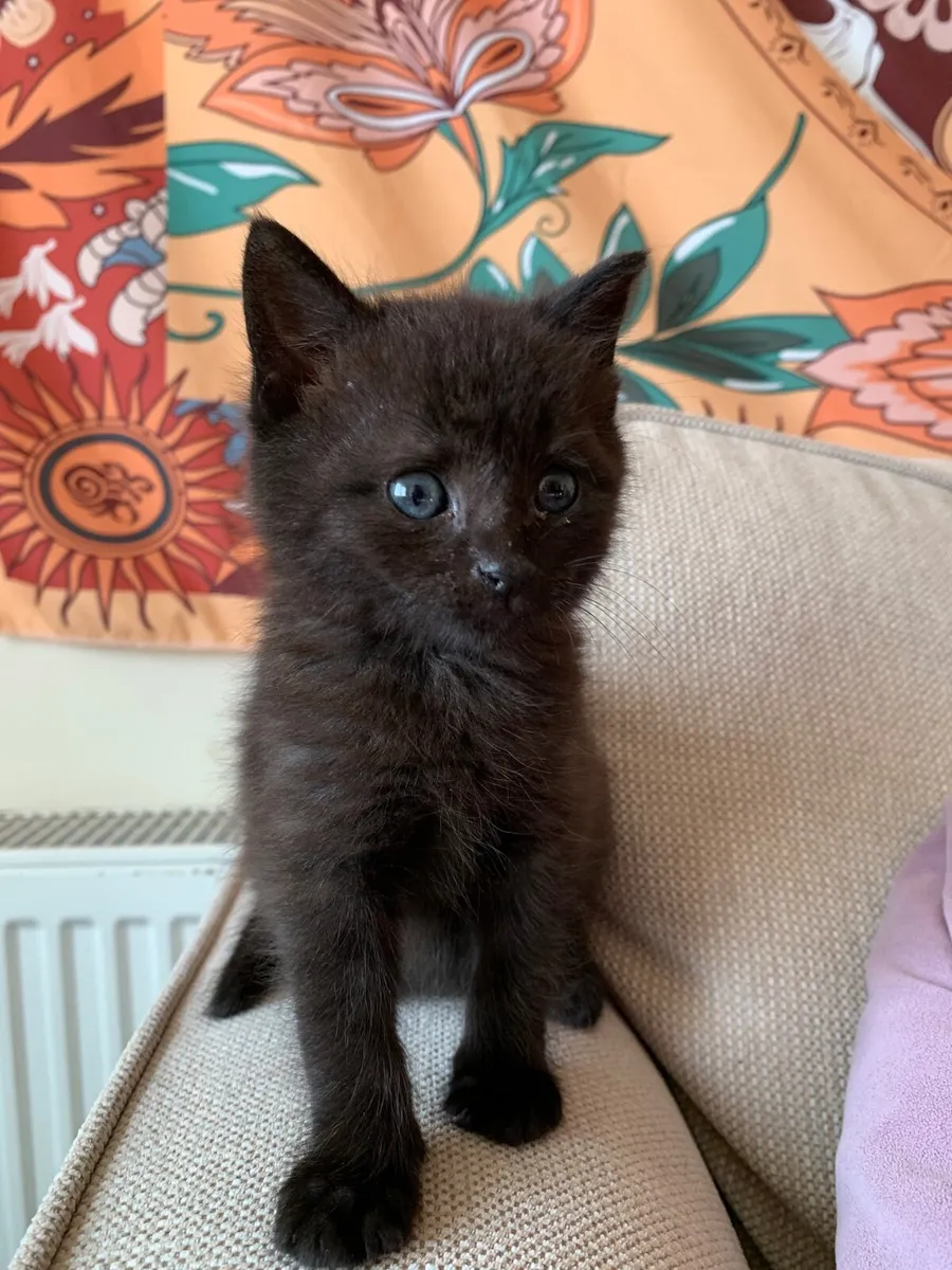 Adorable Black Kitten (Female) 🖤 - Image 2