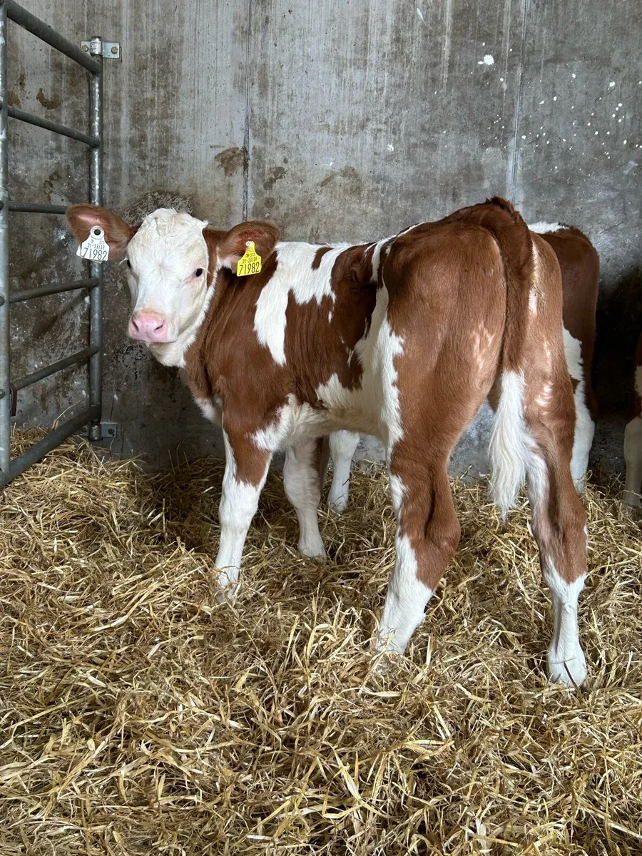 Proper Cow Makers - Image 3
