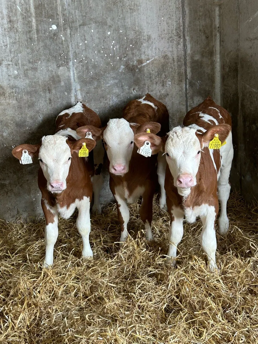 Proper Cow Makers - Image 1