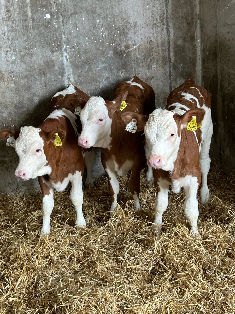 Proper Cow Makers - Image 2