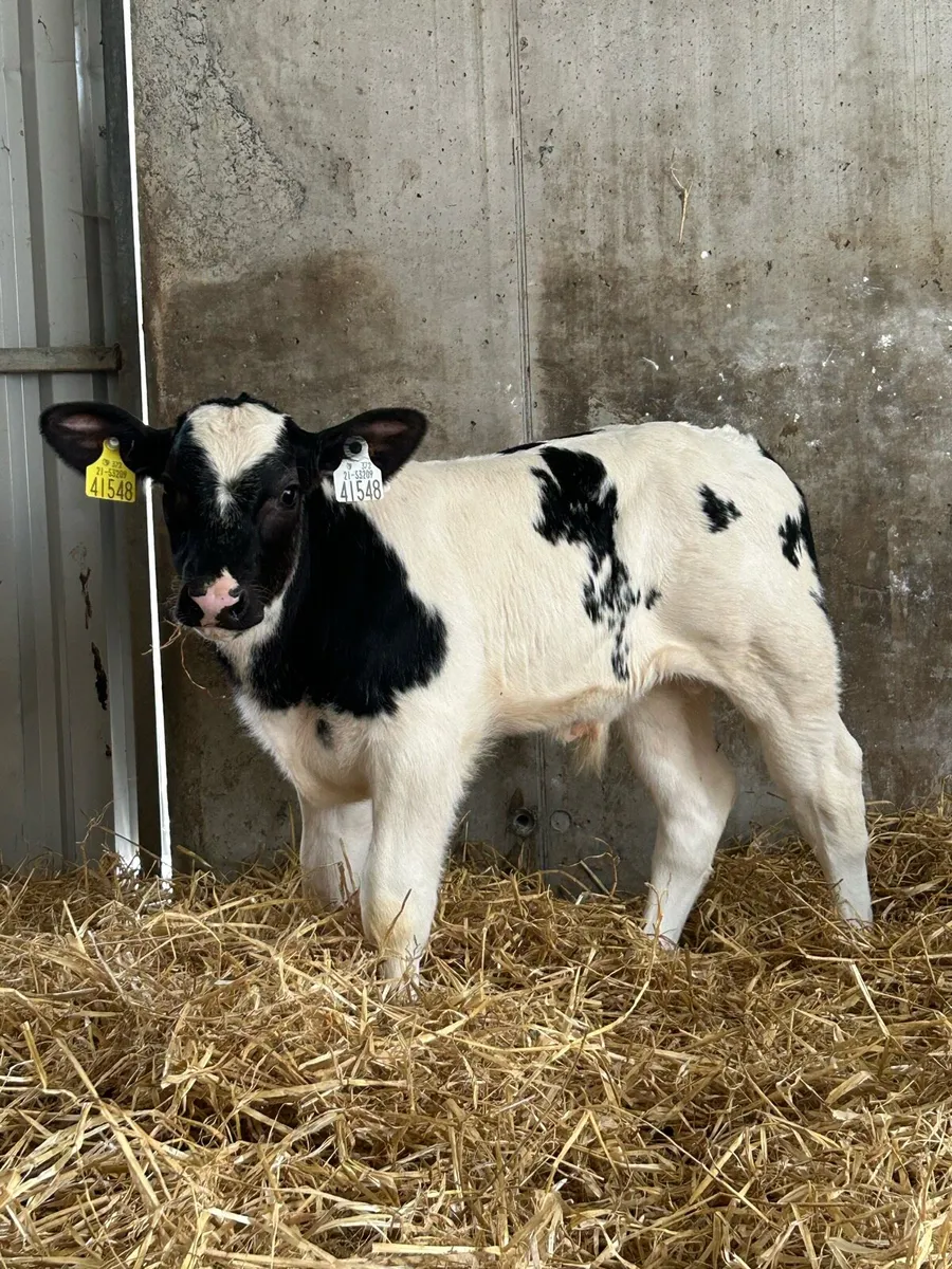 Cracking Blue Bull - Image 1