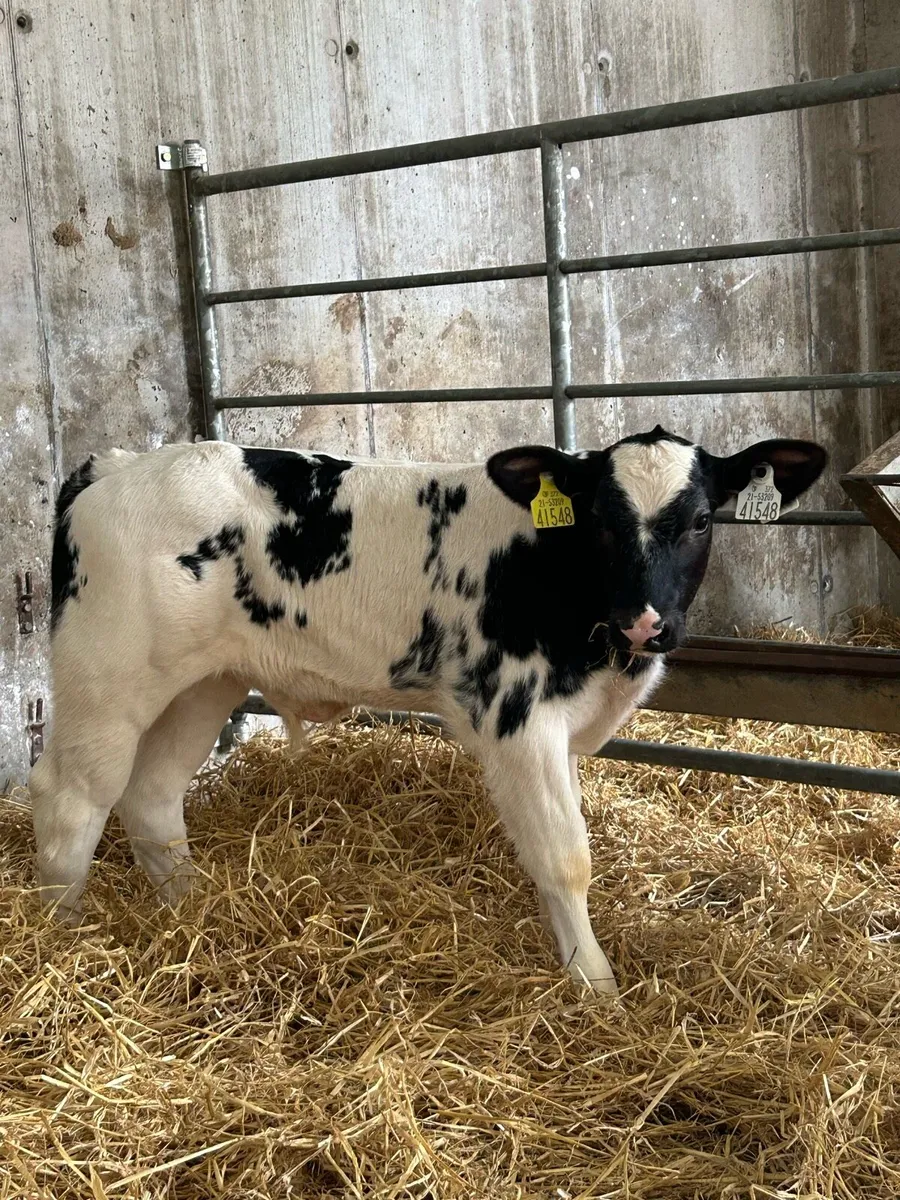 Cracking Blue Bull - Image 2