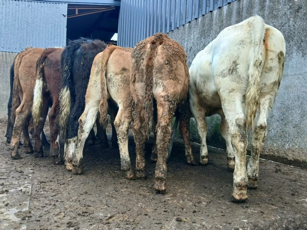 10 Super Heifer Weanlings - Image 2