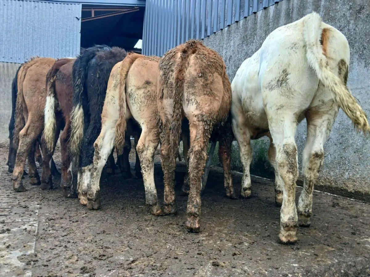 10 Super Heifer Weanlings - Image 3