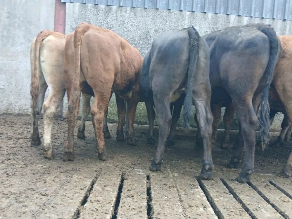 10 Super Heifer Weanlings - Image 4