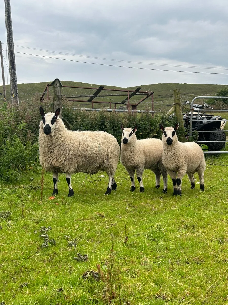 4 Kerry hill ewes with lambs at foot - Image 2