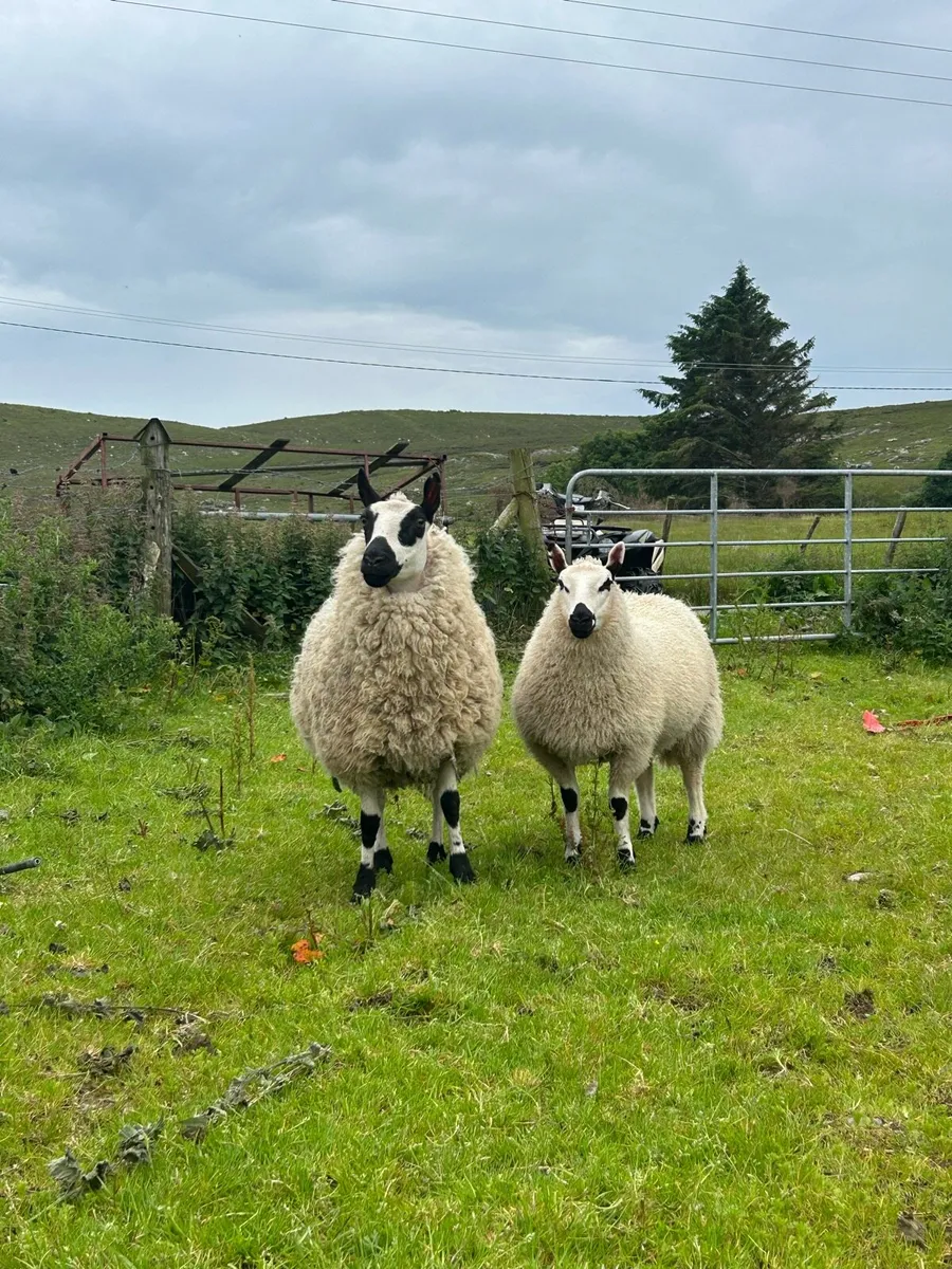 4 Kerry hill ewes with lambs at foot - Image 3