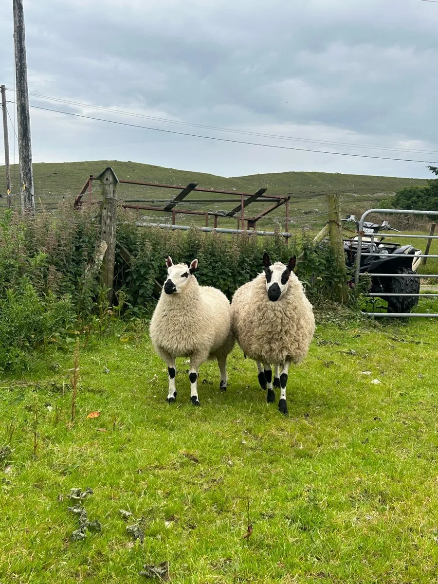 4 Kerry hill ewes with lambs at foot - Image 4