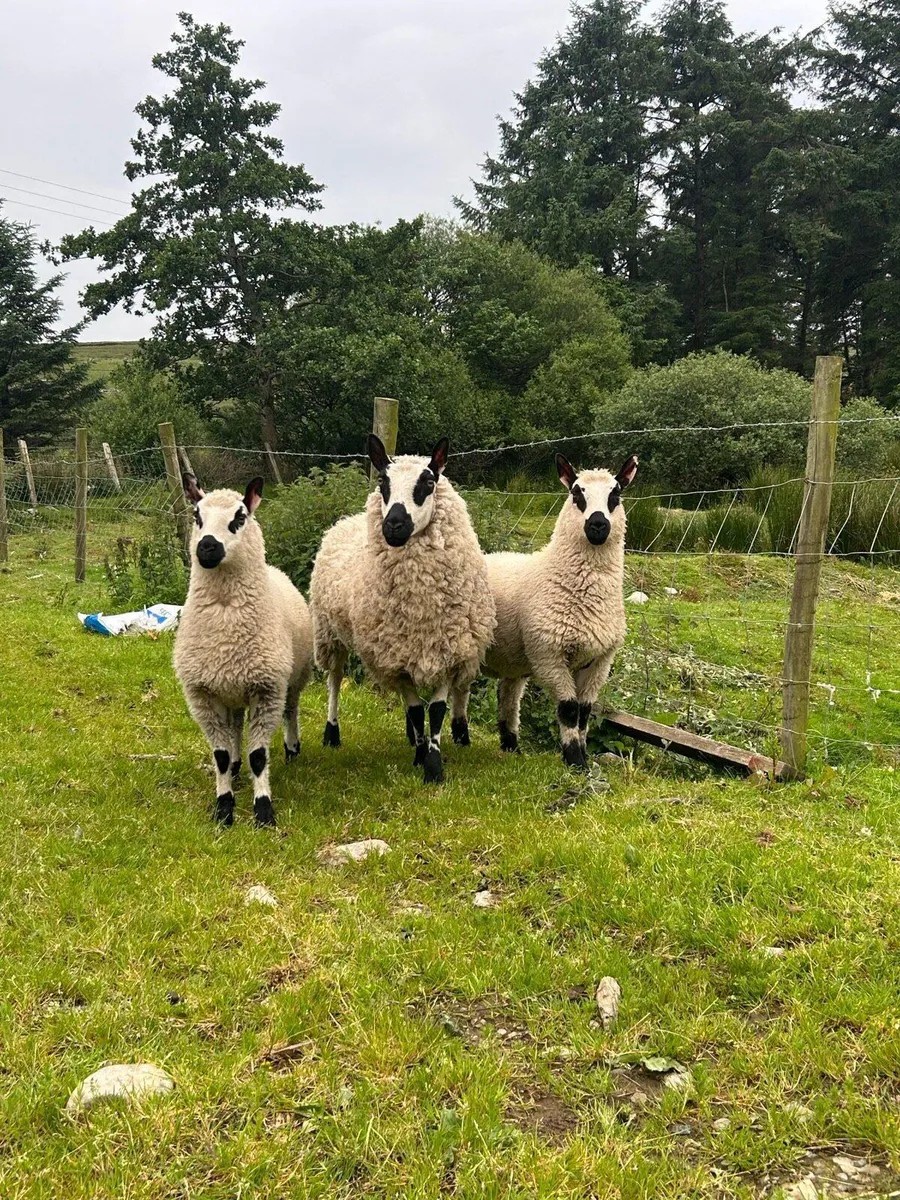 4 Kerry hill ewes with lambs at foot - Image 1