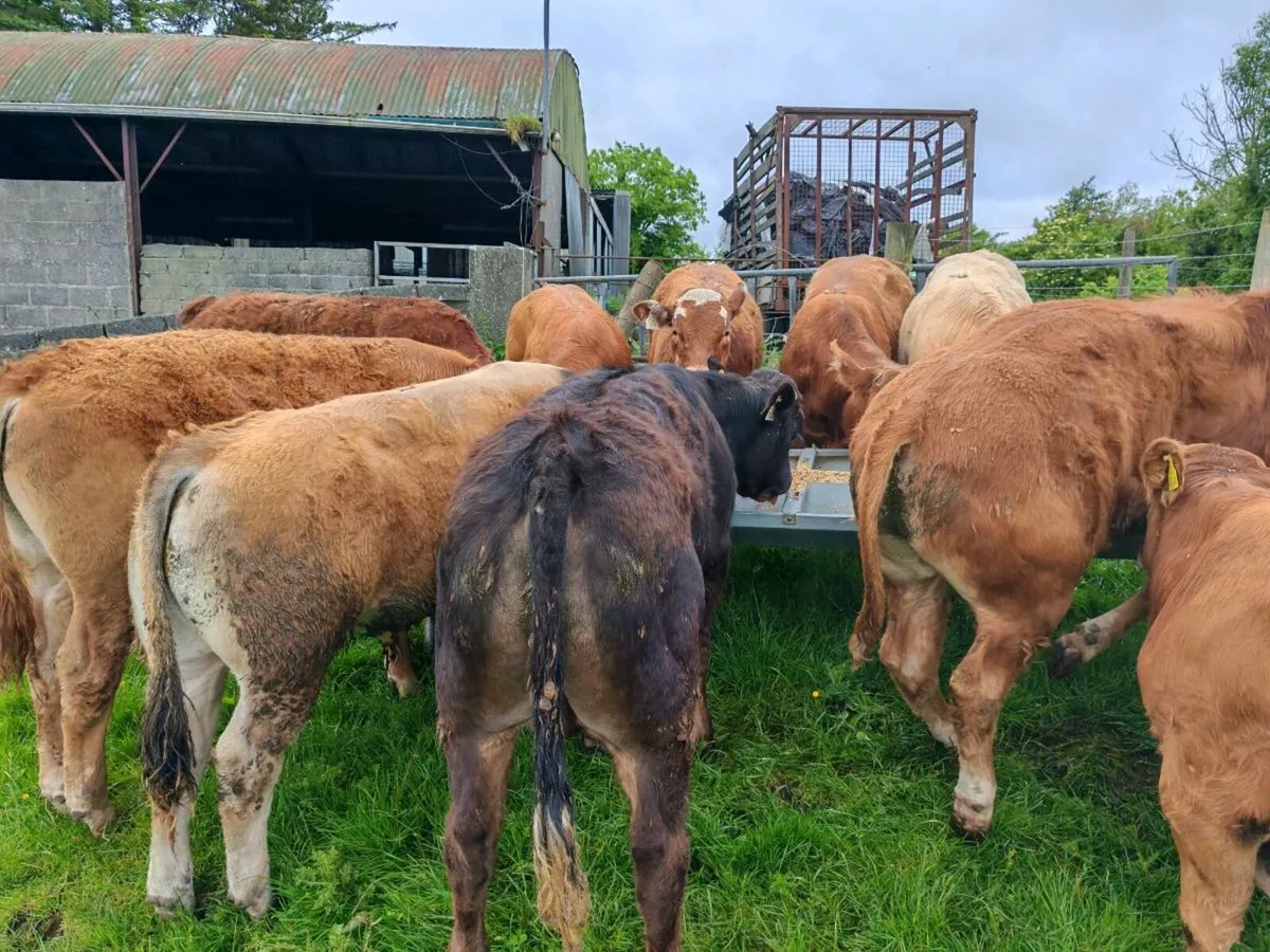 15 Limx Bullocks - Image 1