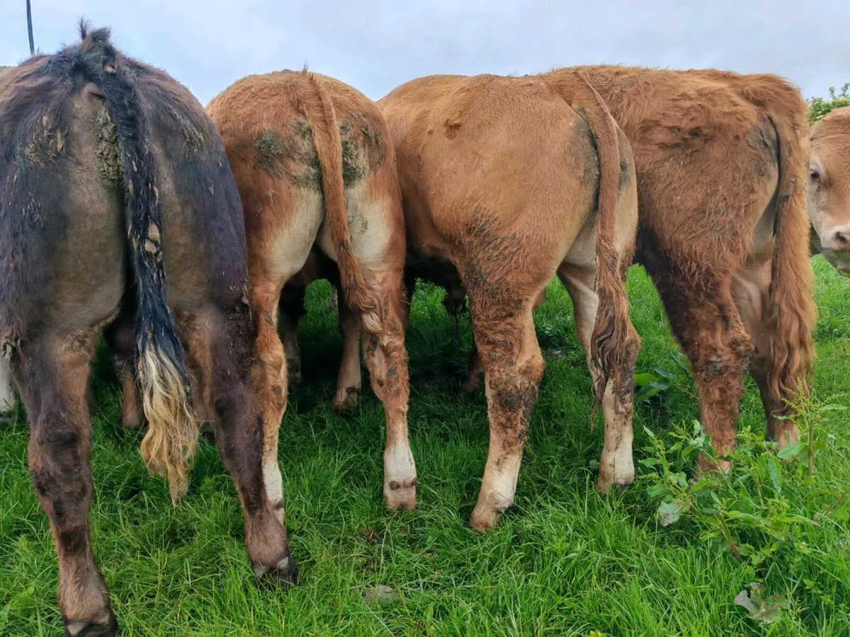 15 Limx Bullocks - Image 2