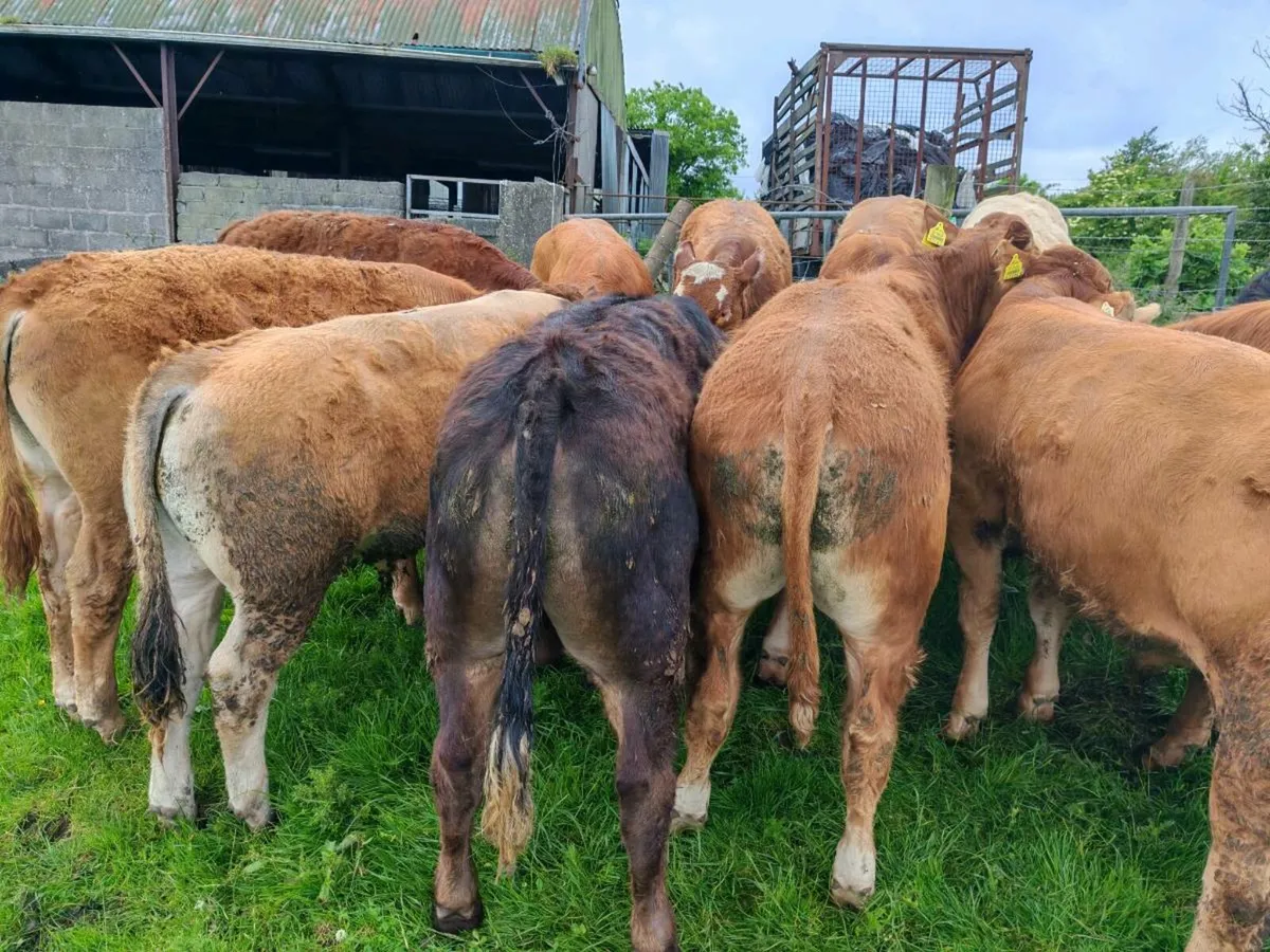 15 Limx Bullocks - Image 4