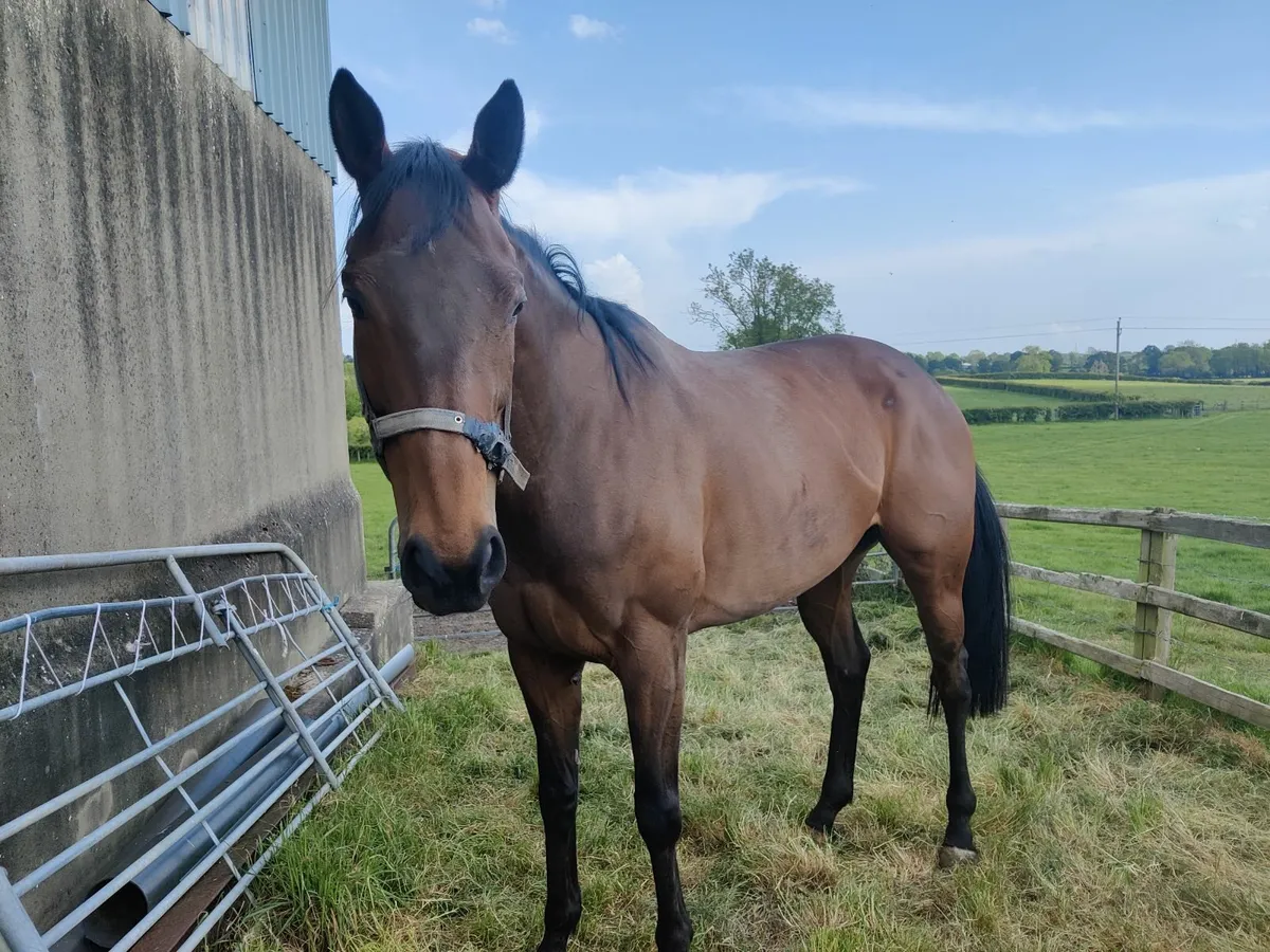 Thoroughbred Filly - Image 1