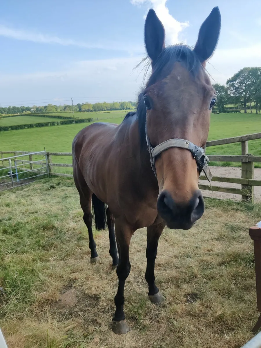 Thoroughbred Filly - Image 2