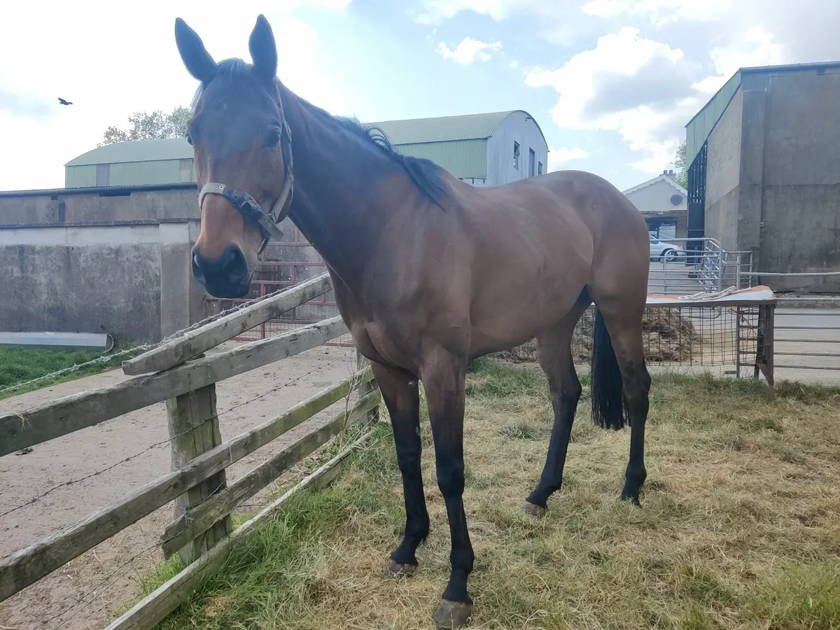 Thoroughbred Filly - Image 3