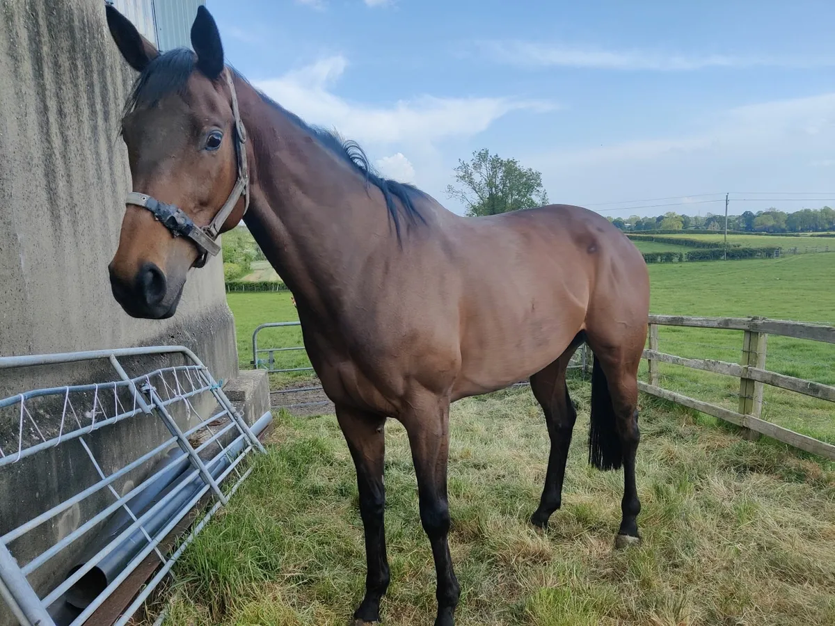 Thoroughbred Filly - Image 4