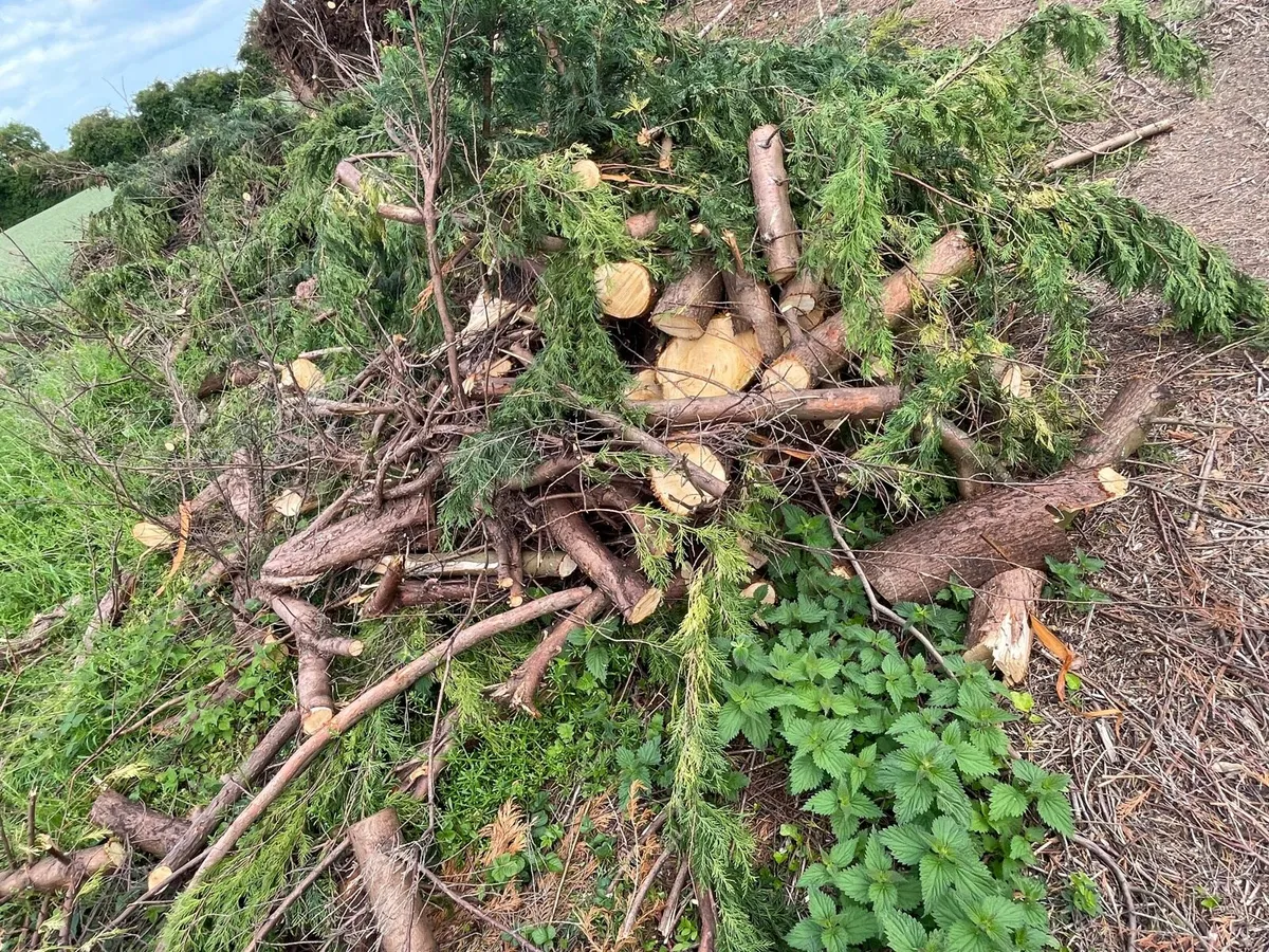 Large amount wood for sale €500 everything - Image 3