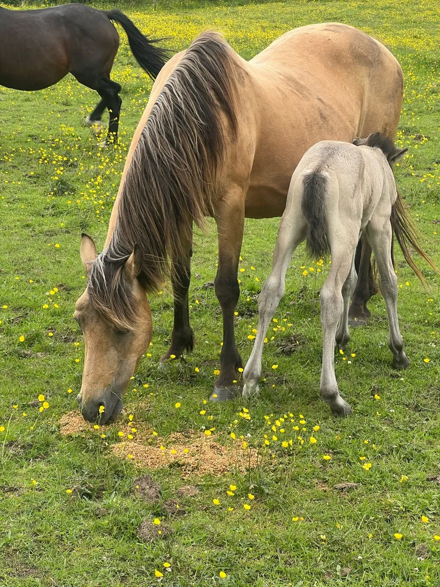 Class 1 Dun Connemara Mare/Foal - Image 1
