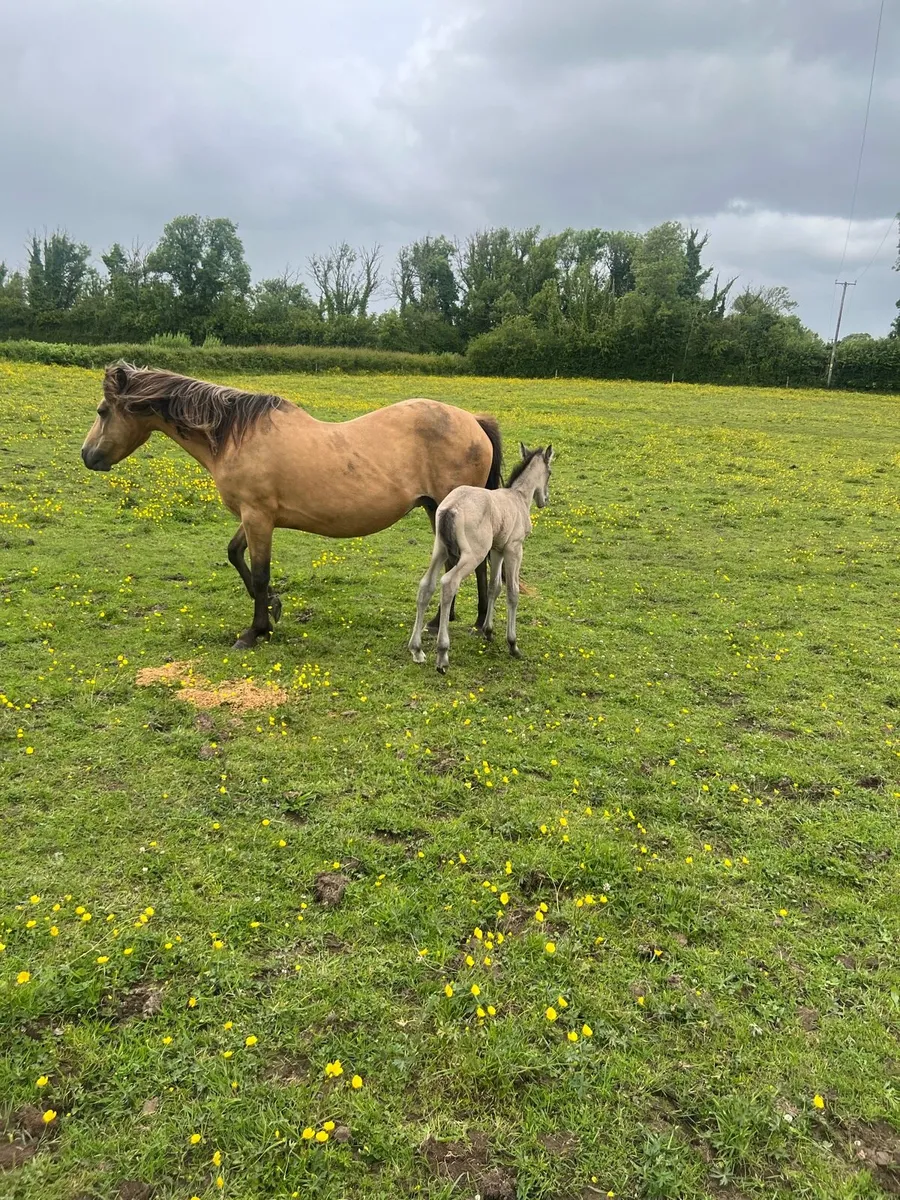 Class 1 Dun Connemara Mare/Foal - Image 2