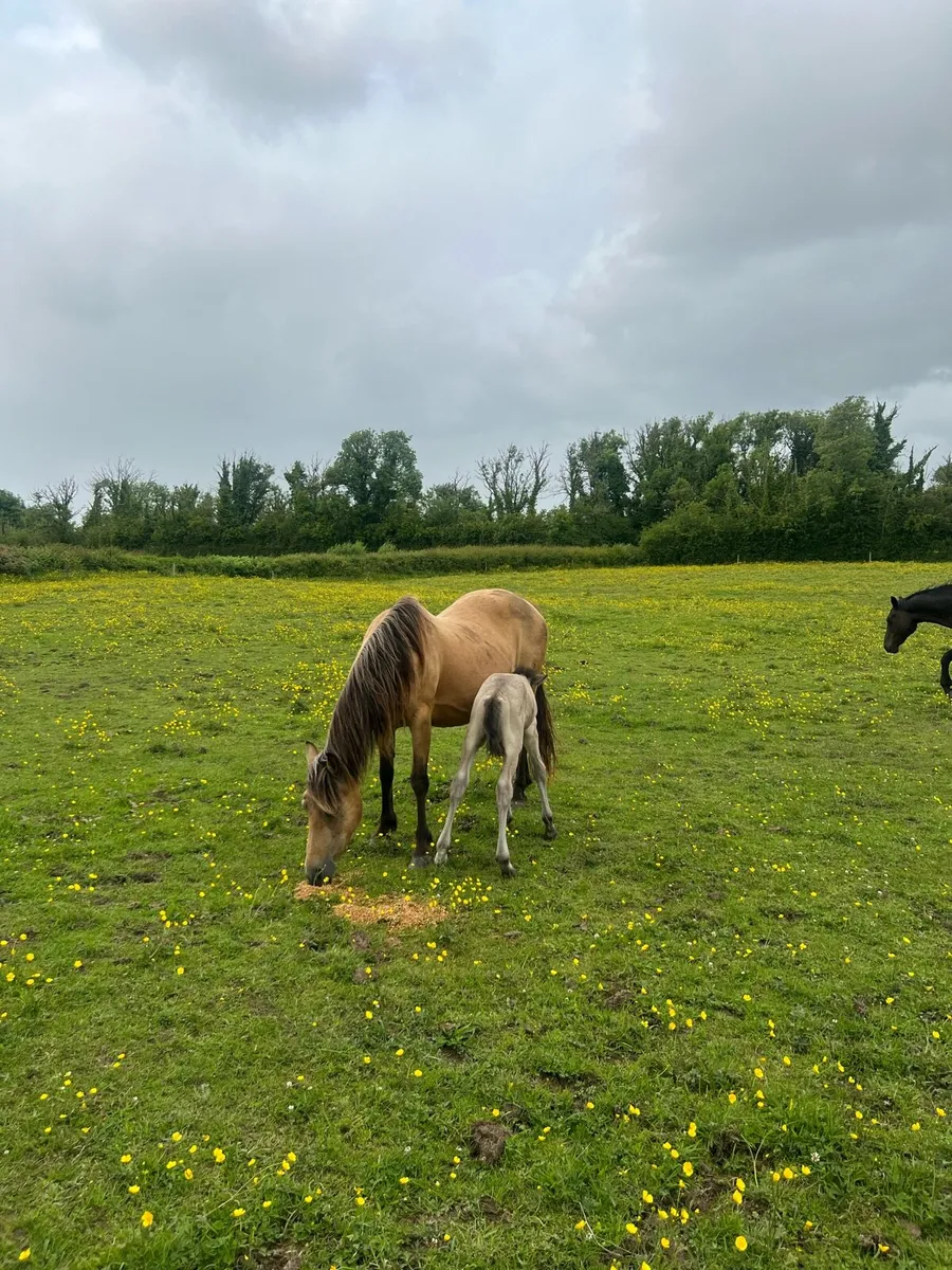 Class 1 Dun Connemara Mare/Foal - Image 3