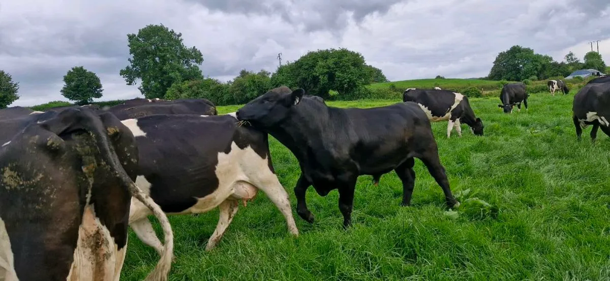 Angus Bull - Image 1