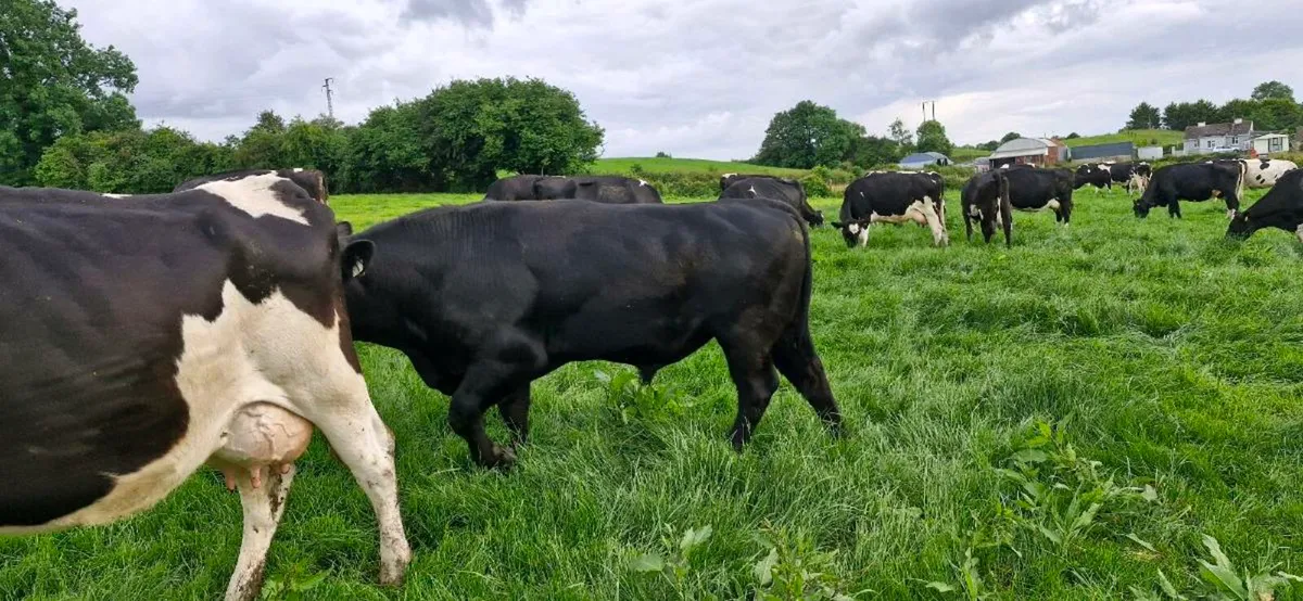 Angus Bull - Image 2