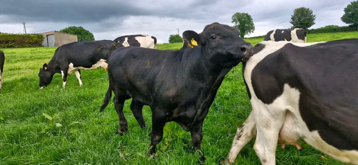 Angus Bull - Image 4