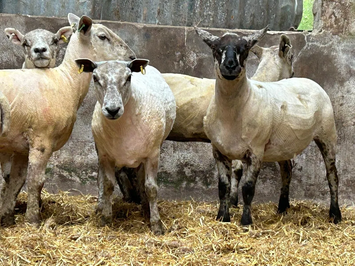 Hoggets for sale - Image 1