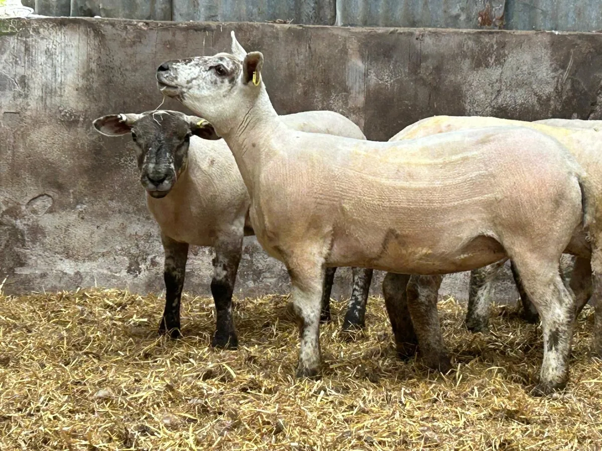 Hoggets for sale - Image 2