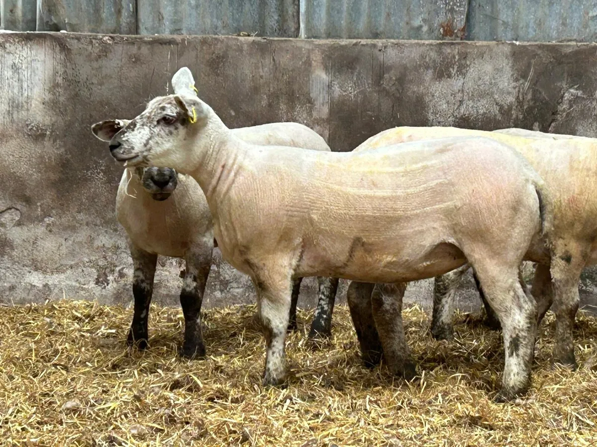 Hoggets for sale - Image 3