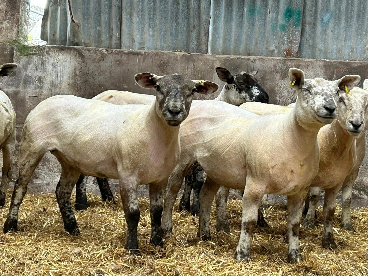 Hoggets for sale - Image 4