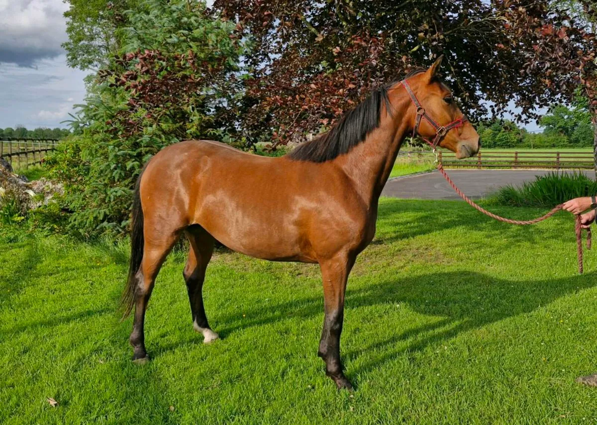 Filly for sale - Image 1