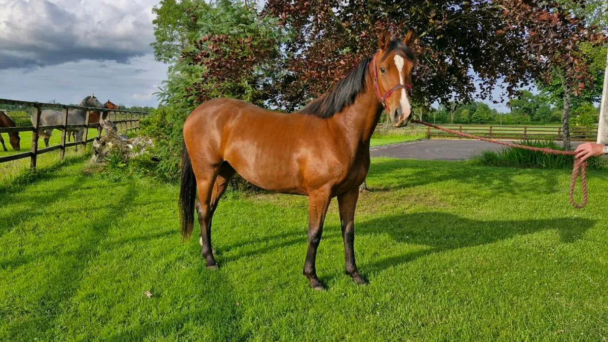 Filly for sale - Image 2