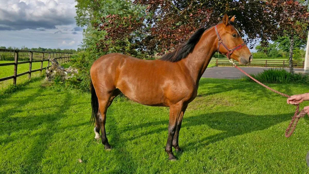 Filly for sale - Image 3
