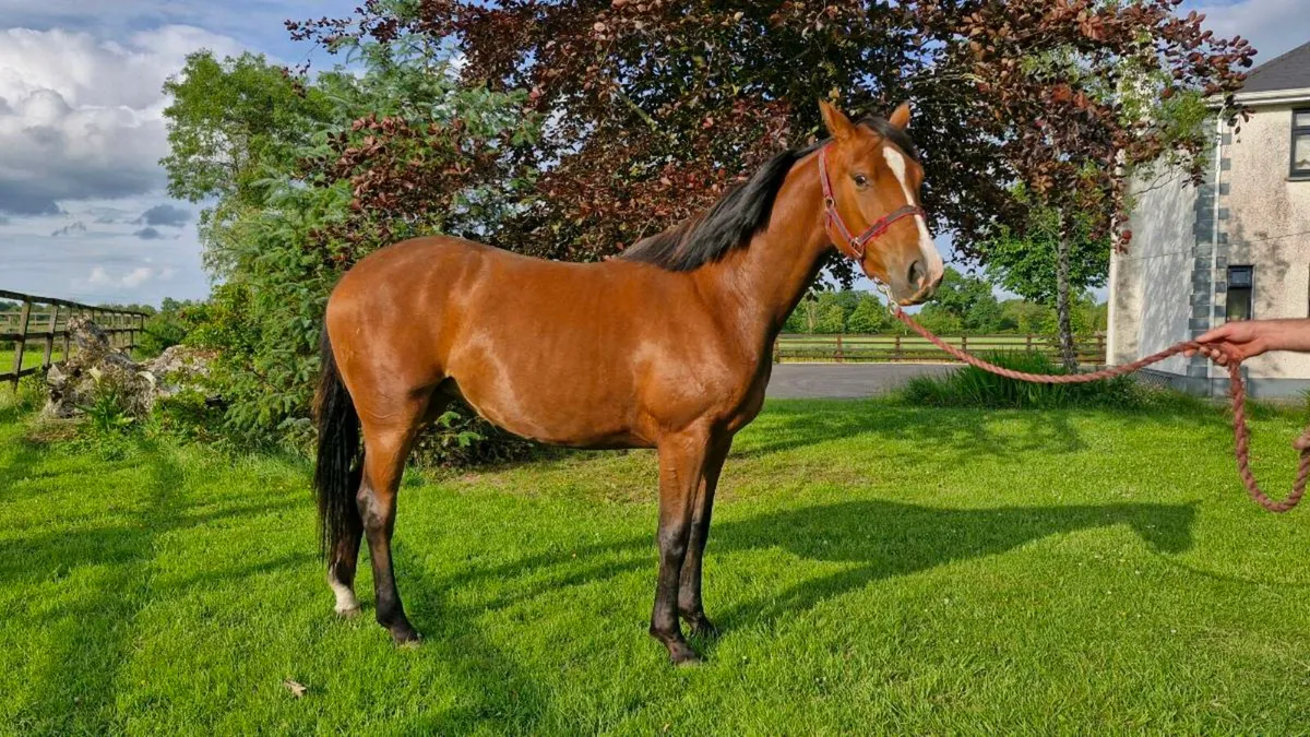 Filly for sale - Image 4