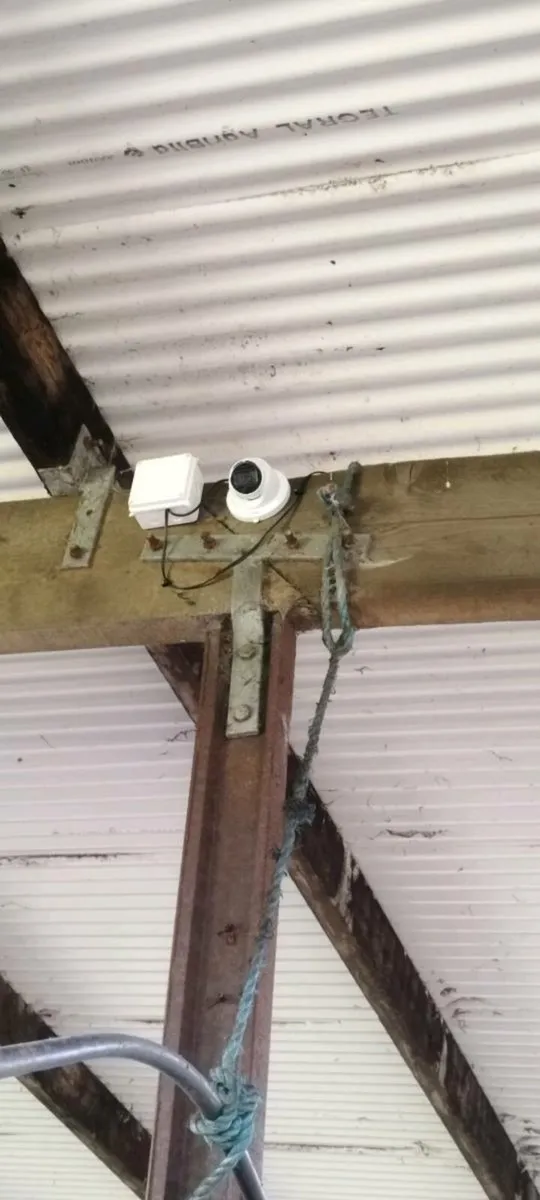 Calving cameras - Image 2