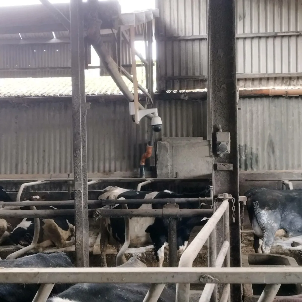 Calving cameras - Image 3